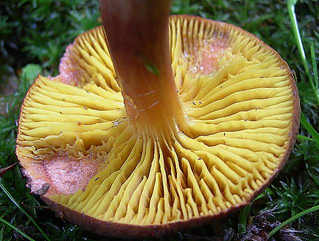 La  Flora  micologica  Alsaziana